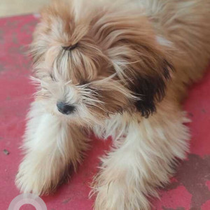 Missing: White-Brown Mix Male Shih Tzu Dog from Changiri Davangere-2