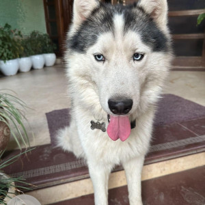 Missing: White and Grey Male Husky Dog from Sector-4,  Panchkula area