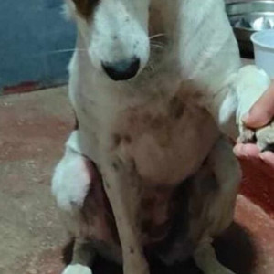 Missing: White-Brown Mix Female Indie Dog from Village near Pet Play Boarding, Timmisandra-3