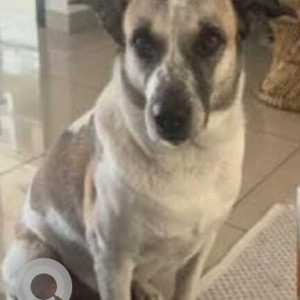 Missing: White-Brown Mix Male Indie Dog from Carlton Towers, Domlur, Bengaluru-2