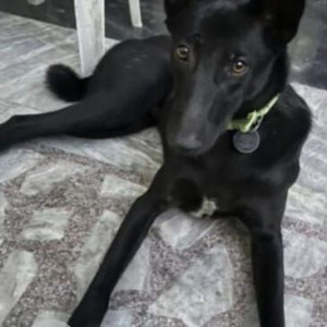 Missing: Black Male Indie Dog from Malviya Nagar, Jaipur