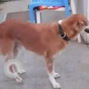 Missing: White-Brown Mix Male Indie Dog from Injambakkam, Chennai-2