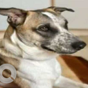 Missing: White-Brown Mix Male Indie Dog from Carlton Towers, Domlur, Bengaluru