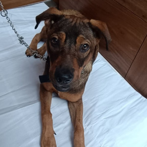 Missing: Black and Brown Male Indie Dog from Golibar Maidan Chowk, Near Pune Cantonmemt Board, Camp, Pune