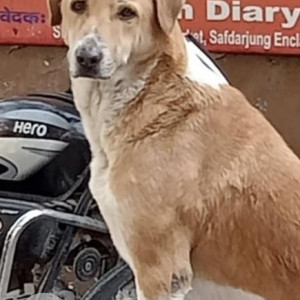 Missing: White-Brown Mix Male Indie Dog from Central Market A1 Block Safdarjung Enclave-2