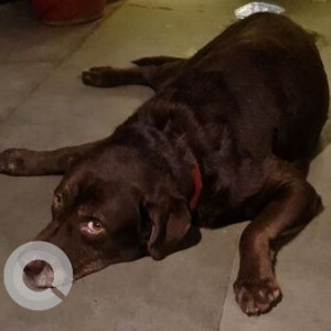Found: Brown Male Labrador Dog from Cafe Chocolate in Candolim-2