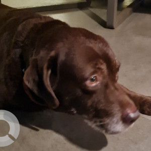 Found: Brown Male Labrador Dog from Cafe Chocolate in Candolim