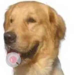 Missing: Brown Male Golden Retriever Dog from Omaxe Connaught Place, Beta-2, Greater Noida