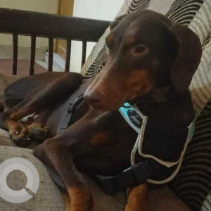 Missing: Brown Female Doberman Dog from HBR Layout area