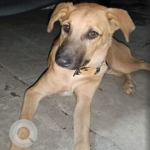 Missing: Brown Male Indie Dog from Ved Bhavan Premises Chandni Chowk