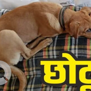 Missing: Brown Male Indie Dog from Ved Bhavan Premises Chandni Chowk-2