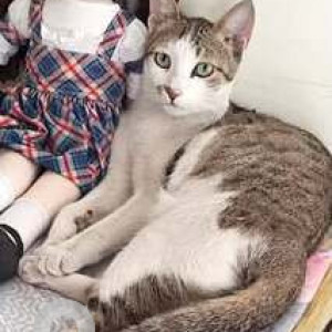 Missing: White and Grey Male Indie Cat from A 102 Gagandhwaj  Apartment Near Lajmoh Society-2