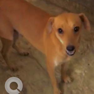 Missing: Brown Male Indie Dog from Mukram park, Tilak nagar, Delhi-2