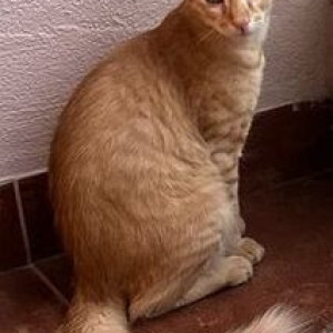 Missing: Orange Female Tabby cat Cat from koramangala 17th main road koramangala 5th block