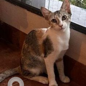 Missing: Black and White Female Calico Cat from koramangala 17th main road koramangala 5th block