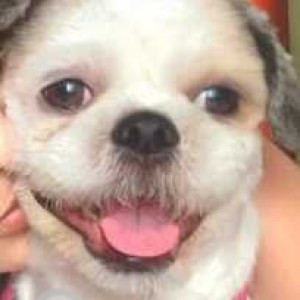 Missing: White and Grey Male Shih Tzu Dog from Preethi Layout, Mysore (near ring road, Malegalada)