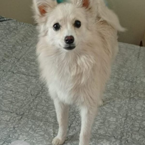 A White Pomeranian Dog Missing from Murlipura, Jaipur