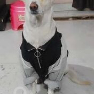 Missing: White Female Indie Dog from Archana Apartments,  Pachim Vihar, Peeragardi , Delhi-2