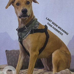 Missing: Brown Female Indie Dog from Nanu Resort Running towards Arambol