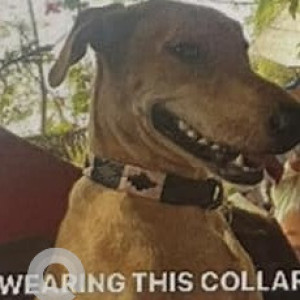 Missing: Brown Female Indie Dog from Nanu Resort Running towards Arambol-2