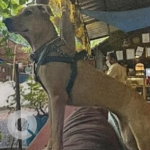 Missing: Brown Female Indie Dog from Nanu Resort Running towards Arambol-3