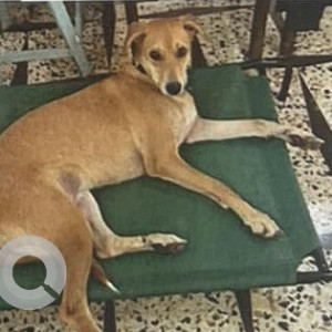 Missing: Brown Female Indie Dog from Nanu Resort Running towards Arambol-4