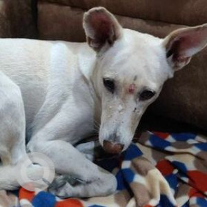 Missing: White Female Indie Dog from Archana Apartments,  Pachim Vihar, Peeragardi , Delhi-3