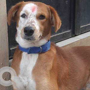 Missing: White-Brown Mix Male Indie Dog from Arupukkottai, Tamil Nadu, near SPK Girls School