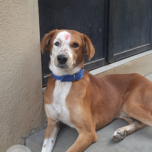 Missing: White-Brown Mix Male Indie Dog from Arupukkottai, Tamil Nadu, near SPK Girls School-2