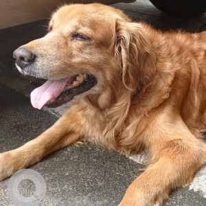 Found: Brown Male Golden Retriever Dog from 18th main HSR layout,  Mantri Sarovar Apartment