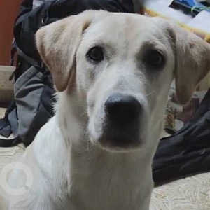 Missing: White Female Labrador Dog from Chrompet, Pallavaram Area