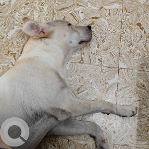 Missing: White Female Labrador Dog from Chrompet, Pallavaram Area-2