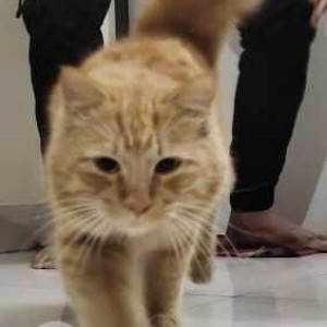 Found: Brown Male Persian Cat from Kumar Pacific mall, Pune