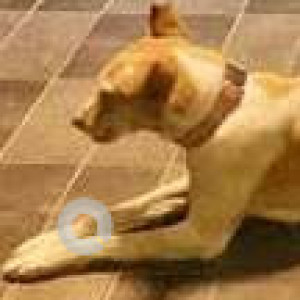 Missing: White-Brown Mix Male Indie Dog from Gandi Maisamma