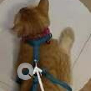 Missing: Orange Female Indie Cat from Vashi station (Keshav Kunj society) and MGM college-2