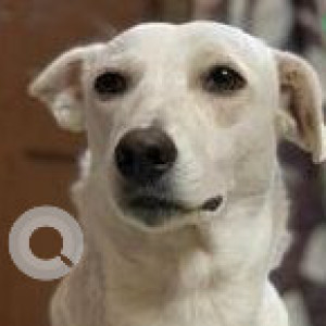 Missing: White Female Cretan Hound Dog from RK Puram, Sector 6, New Delhi-2