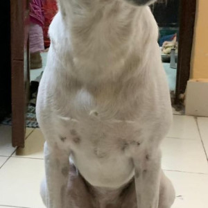 Missing: White Female Cretan Hound Dog from RK Puram, Sector 6, New Delhi-3