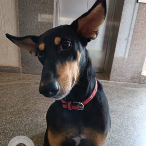 Missing: Black and Brown Female Indie Dog from Mapusa court area, near Maa Ashapura Ceramic shop, North Goa-2