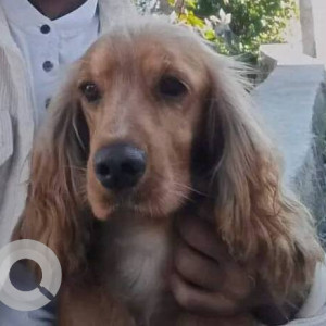 Missing: Brown Male Cocker Spaniel Dog from Mulpani chaur