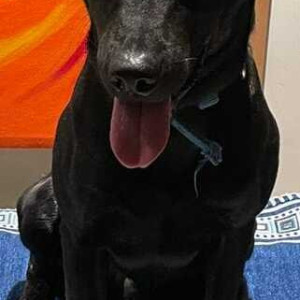 Missing: Black Male Indie Labrador mix Dog from Chandkheda, Ahmedabad