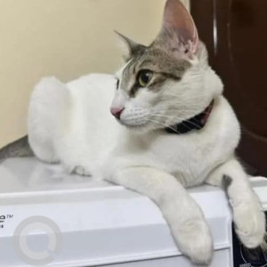 Missing: White and Grey Male Indie Cat from Sarovar Apartments, Manjunath layout, kundalahalli near more market-2