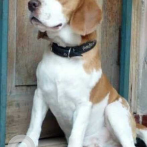 Missing: White-Brown Mix Male Beagle Dog from Novelty cinema grant road east