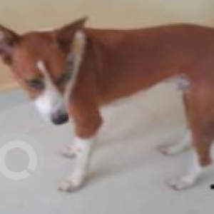 Missing: White-Brown Mix Male Indie Dog from Sonesta inn resort ximer vaddo candolim