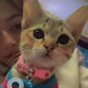 Missing: Orange Female Indie Cat from Paiyutar Tarkeshwor area
