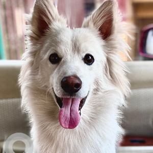 Missing: White Male Japanese sptiz Dog from Subudhanagar Tinkune-2