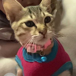 Missing: Orange Female Indie Cat from Paiyutar Tarkeshwor area-2