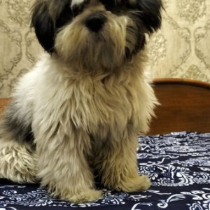 Missing: Brown Male Lasha Apsho Dog from Ram nagar shahdara, Delhi-2