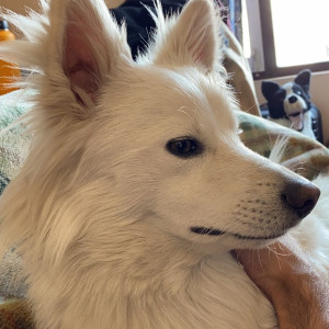 Missing: White Male Japanese sptiz Dog from Subudhanagar Tinkune