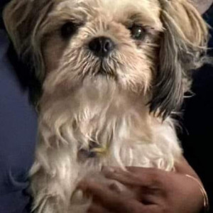 Missing: White-Brown Mix Female Shih Tzu Dog from Hebbal Dasarahalli, Bhuwaneshwarinagar Kaveri Layout