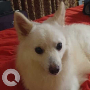 Missing: White Male American Eskimo crossed with Pomeranian Dog from Basaveshwarnagar 3rd stage 4th phase-3